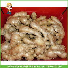 Fresh Ginger Exporter Chinese Ginger 250g up